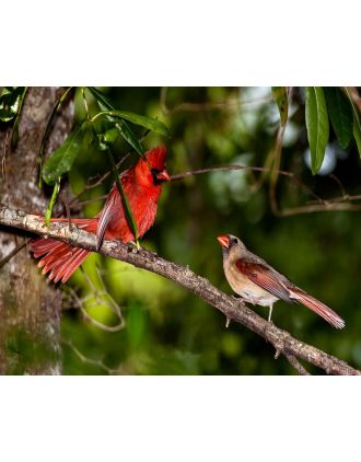 Cardinal Pair Interacting Photo