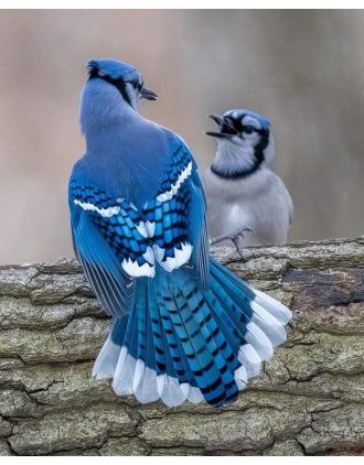 Talking Blue Jay photo
