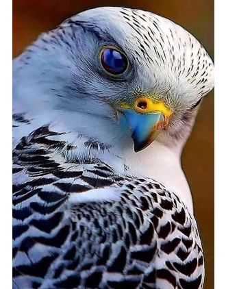 Peregrin Falcon Close-Up Head Photo