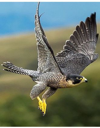 Peregrin Falcon in Flight photo