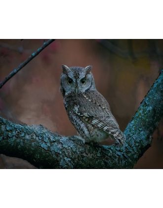 Great Horned Owl coordinating with background