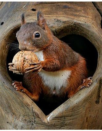 Squirrel in Heart Shaped Hole of Tree Photo