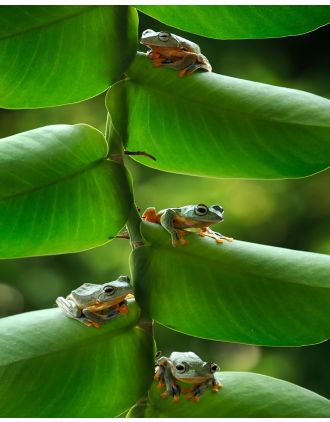 Frog, Frog, Frog, Frog - yes 4