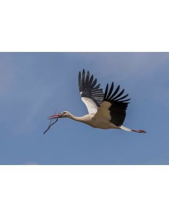 Wood Stork carrying Nest Material Photo