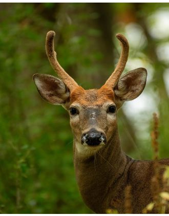 Deer - White Tailed Photo