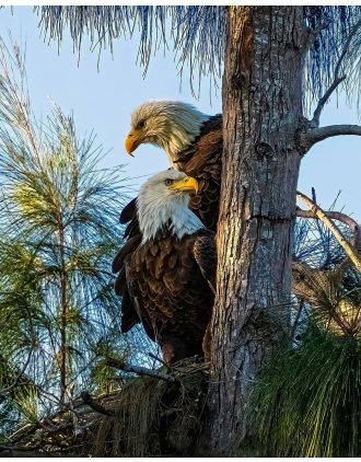 Majestic Pair of Eagles Photo