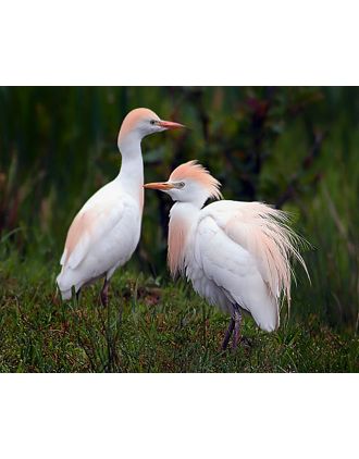Cattle Egrets looking pretty