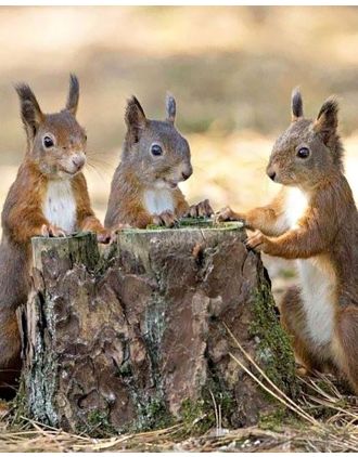 Table of three squirrels photo