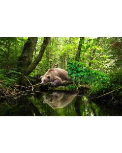 Brown Bear resting on tree trunk overlooking water 16x20" photo