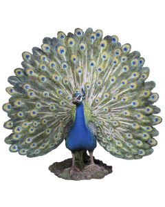 peacock statue - facing
