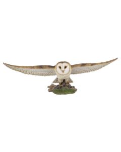 Barn Owl - soaring
