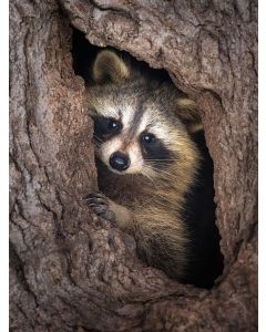 A cute Raccoon 16x20" photo