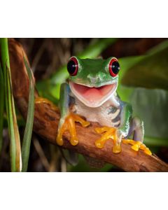 Green Frog photo 