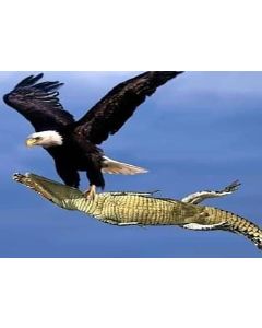 Bald Eagle Flying with Crocodile 16 x 20" photo
