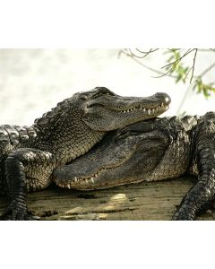 Loving Alligator Couple 16x20" photo