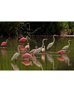 Rosettte Spoonbills & Great Egrets eating together 16x20" photo