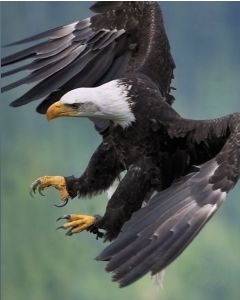 Bald Eagle Attacking 16 x 20" Photo