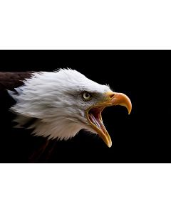 Listen to ME! Bald Eagle 16x20" Photo Art