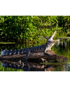 Large Alligator Photo - Don't Mess With Me