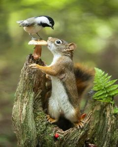 Interesting twosome - squirrel and chickadee 16x20" photo