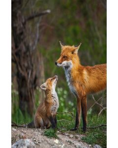 Yes, Mommy...a great Fox photo