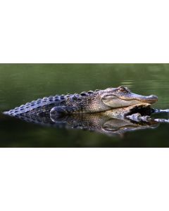 Alligator in Restful Mode Photo