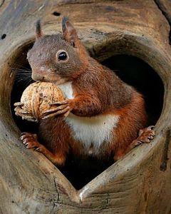 Squirrel in Heart Shaped Hole of Tree Photo