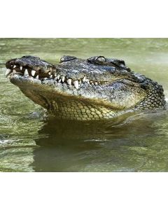 Count the Teeth! Alligator Photo