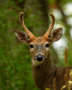 Buck Deer Photo