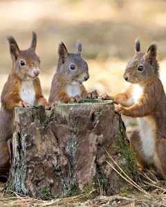Table of three squirrels photo